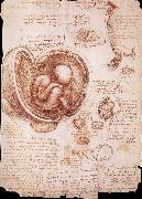 The embryo in the Uterus LEONARDO da Vinci